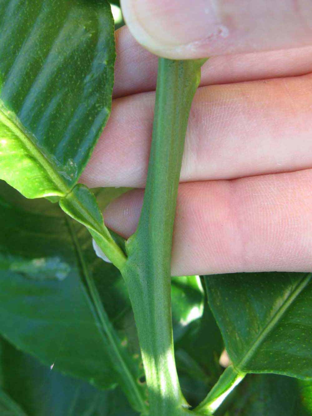            First year twig (Winter Haven, FL)   